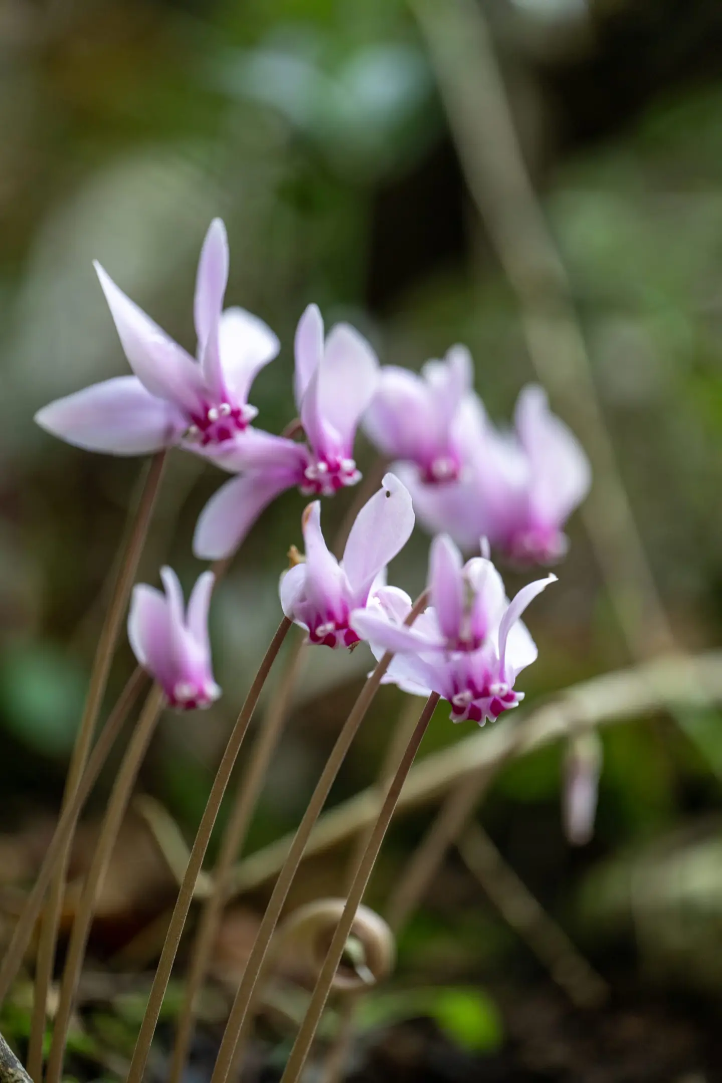 A delicate cluster of pink cyclamen blossoms rises on slender stems from the forest floor, their swept-back petals catching soft light against a deep green woodland backdrop.