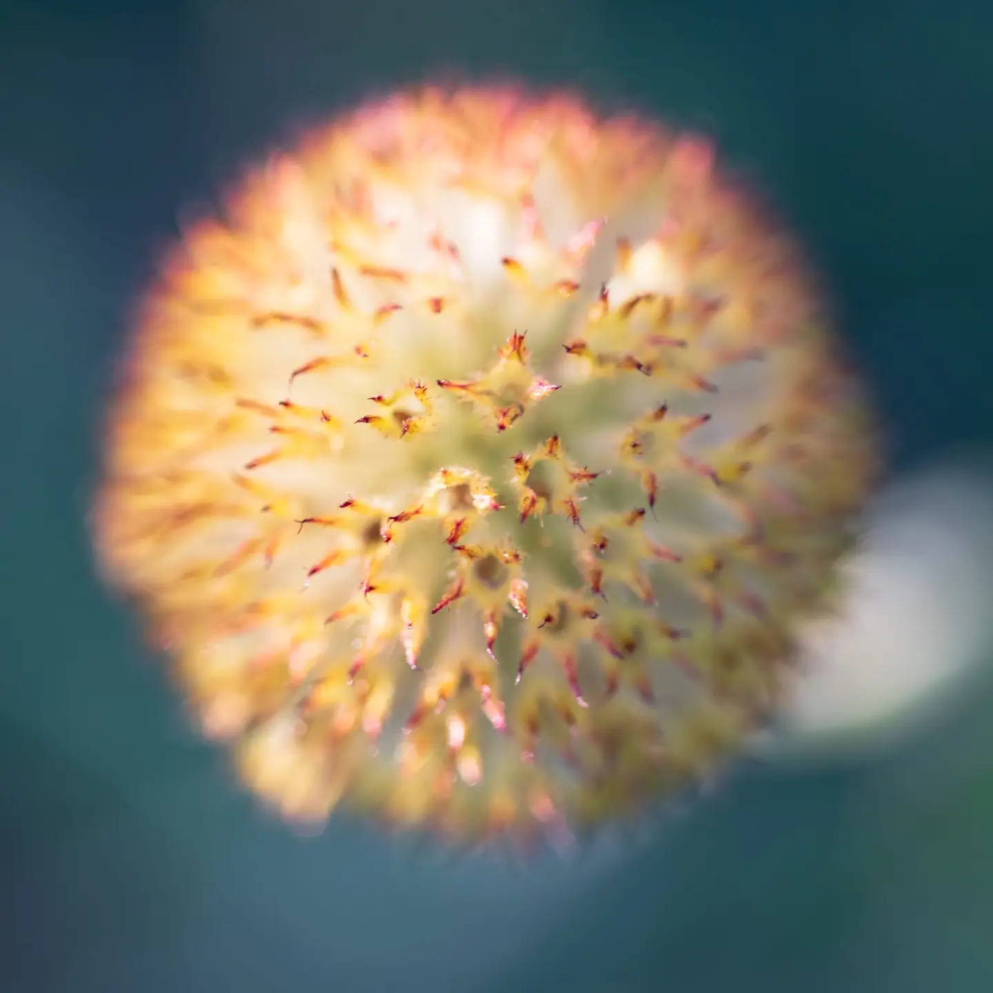 Shot directly overhead, a globe-shaped dried flowerhead — likely Gaillardia or Helenium — fills the square frame with scale-bracts tipped in rust-red against a warm orange-gold core.