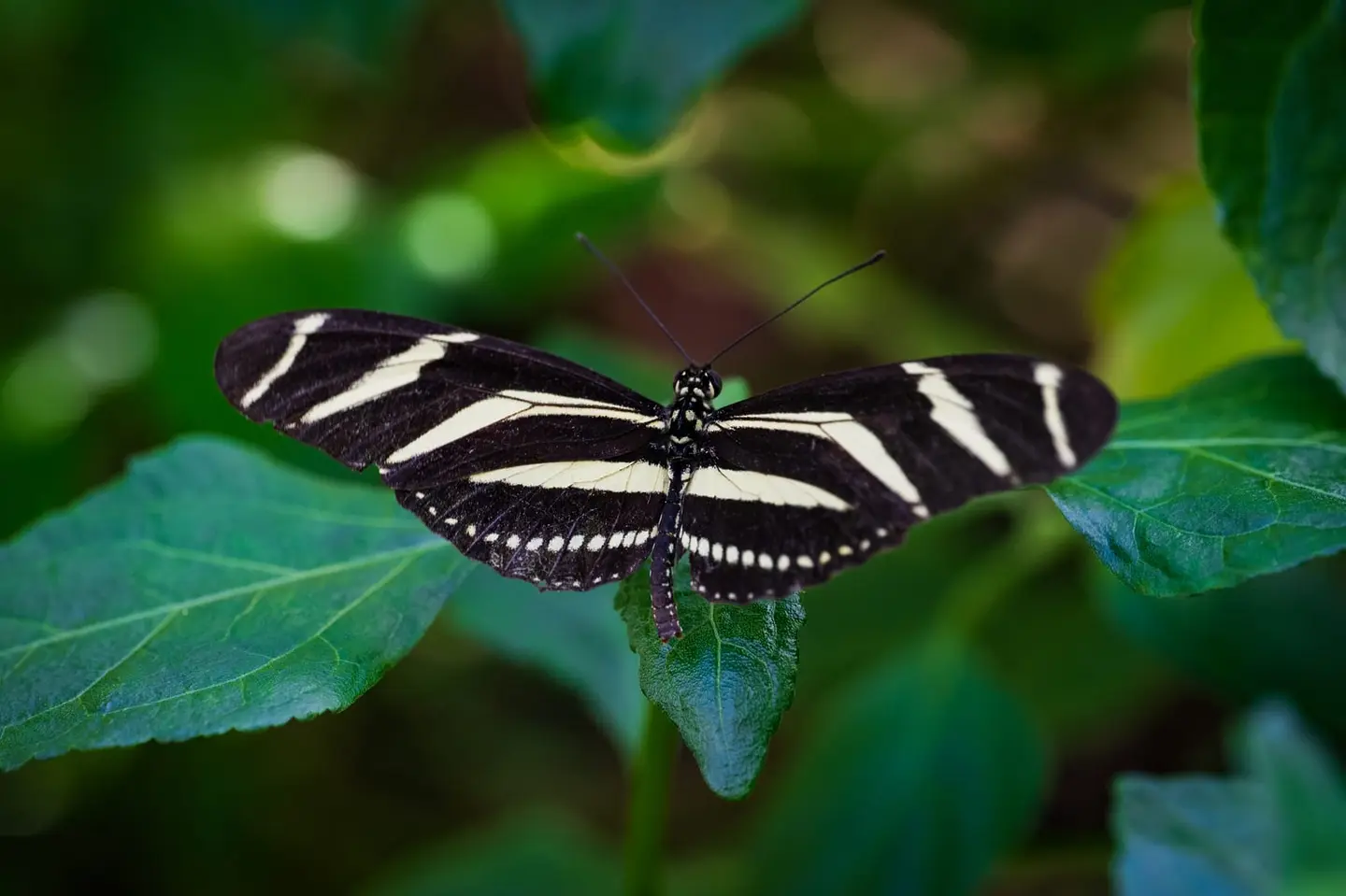 Same zebra longwing seconds later, antennae lifted, body angled slightly toward the camera.