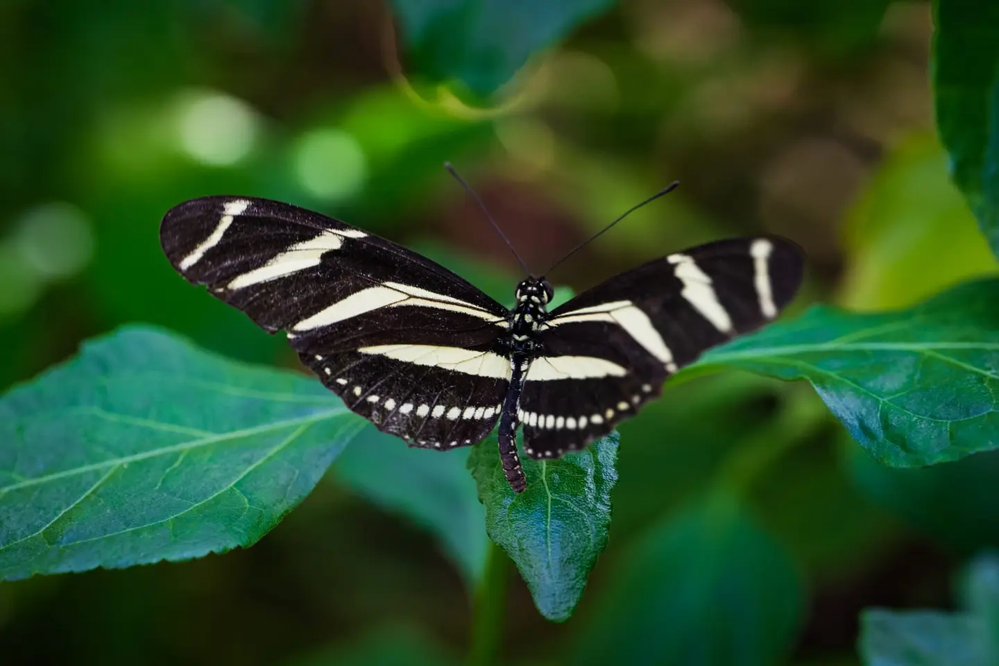 A zebra longwing (Heliconius charithonia) rests with wings fully spread on a deep green leaf, the bold cream-on-black striping catching dappled greenhouse light.