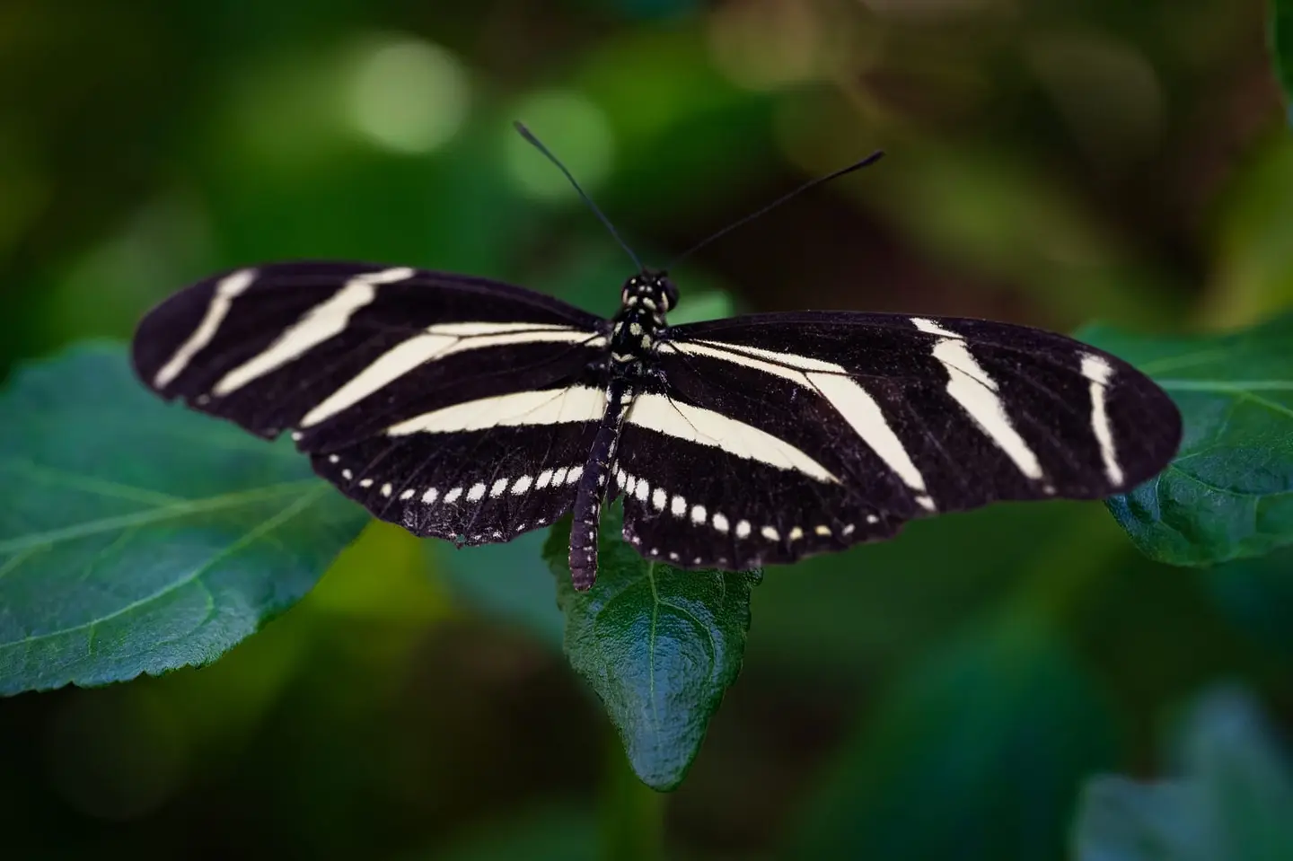 Zebra longwing at a sharper angle, wings caught mid-tilt as the butterfly stabilises itself on the leaf.